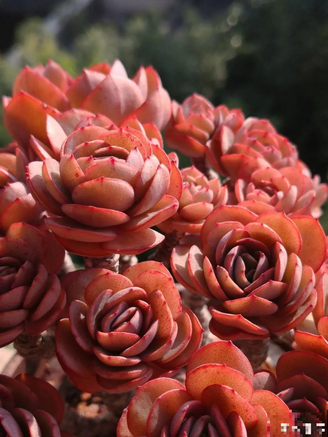 寒潮过后,多肉美出天际,颜色鲜艳明亮,真馋人! 寒潮过后,多肉美出天际,颜色鲜艳明亮,真馋人!