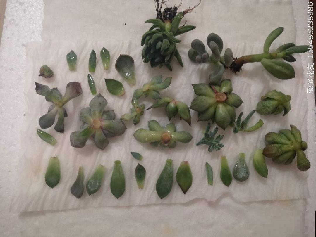 冬天逛花市，花都便宜得像白菜，赶紧买！