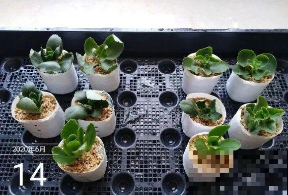 现在扦插超好活，剪根枝，捂3天，冒出狗牙根！