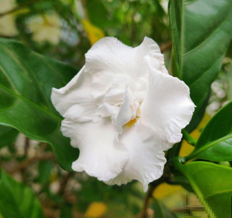 这种花名字虽土，开花却很美，像极了茉莉花！