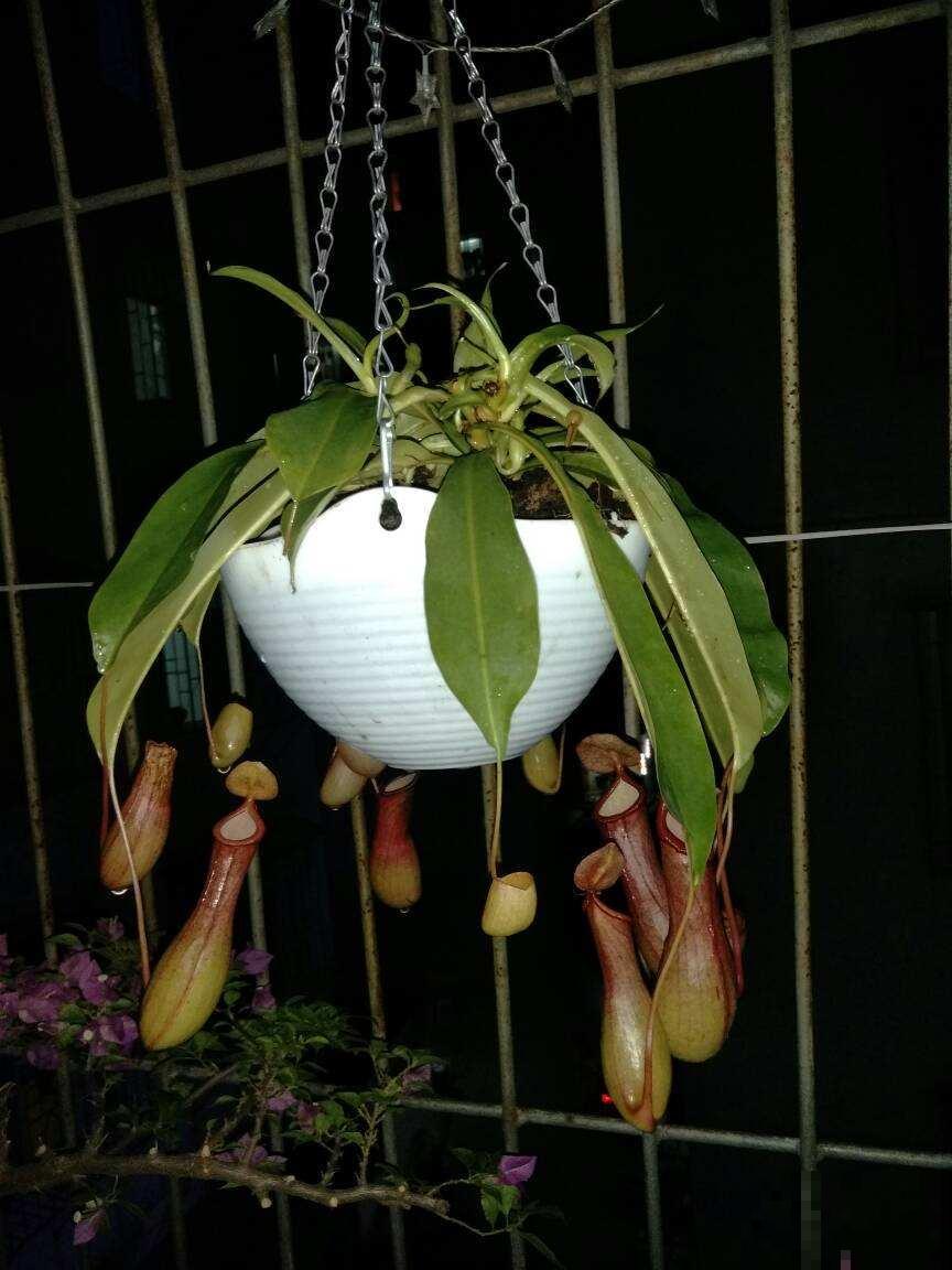 有一种花耐阴又好养,还能吃虫子,太实用了! 有一种花耐阴又好养,还能吃虫子,太实用了!