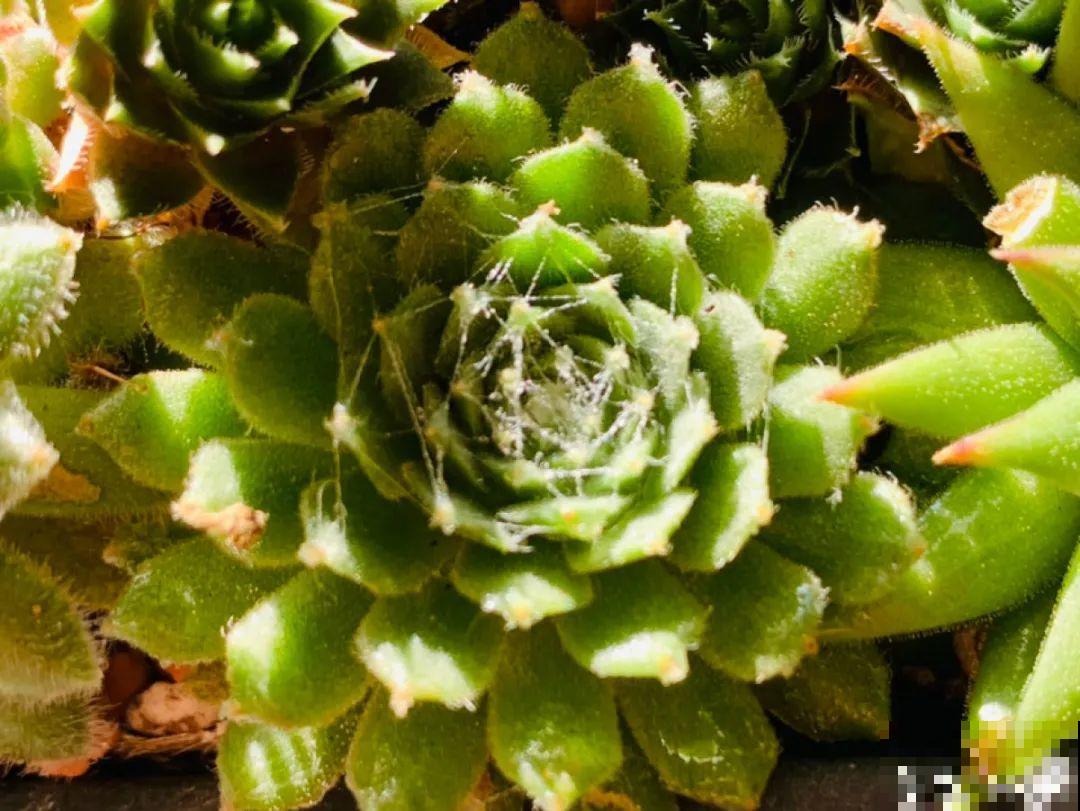 小阳台也能养多肉，一尺一寸，都是繁华！