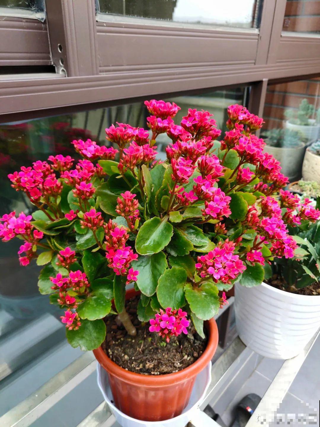 长寿花超全大养护，养爆盆的秘密，全在这里！