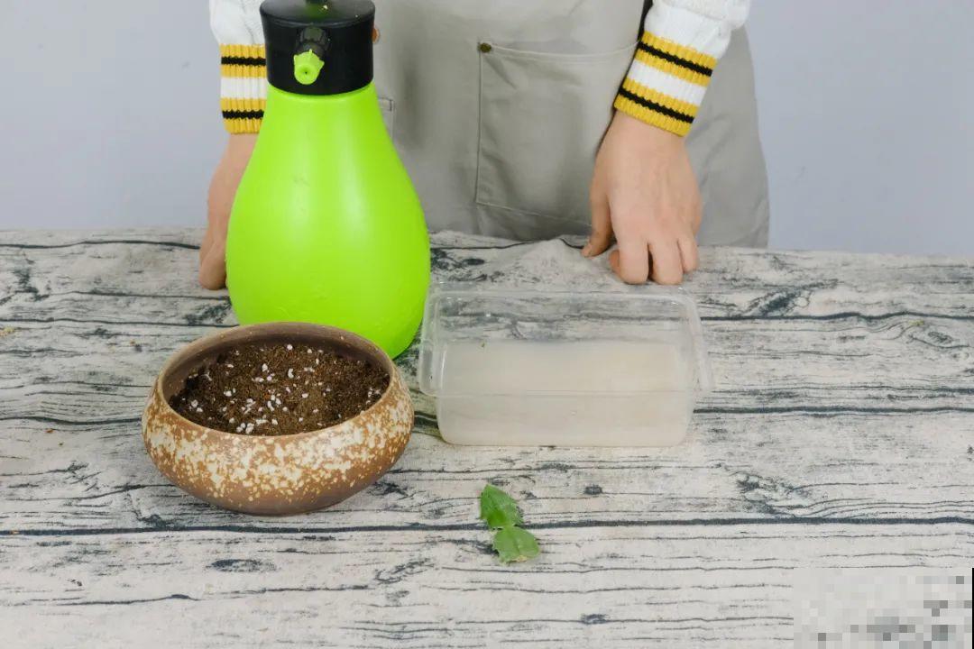 现在扦插超好活，剪根枝，捂3天，冒出狗牙根！