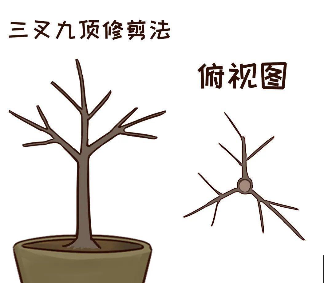 2月养花下狠手，剃光头、撸光叶，越狠越开花！