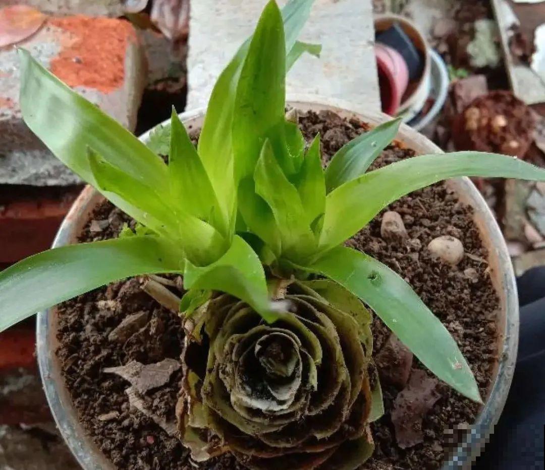 5种花就是一次性，开完花就扔，别浪费时间！