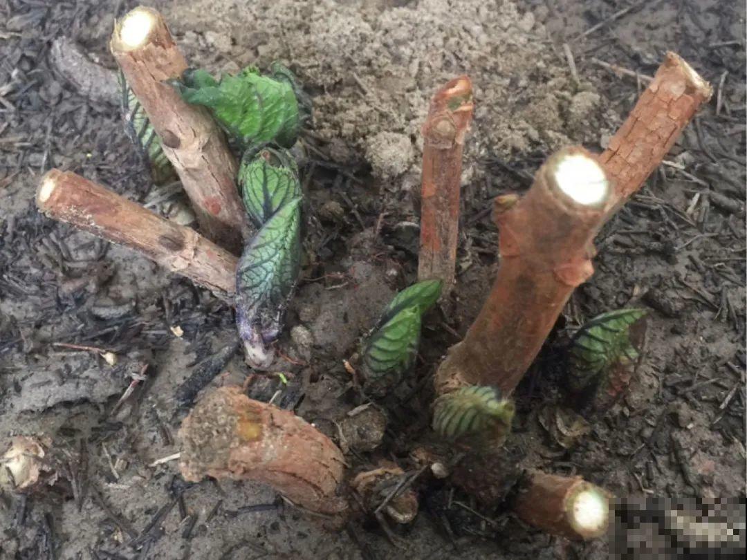 春天花要苏醒了，快施肥，新芽狂窜不断