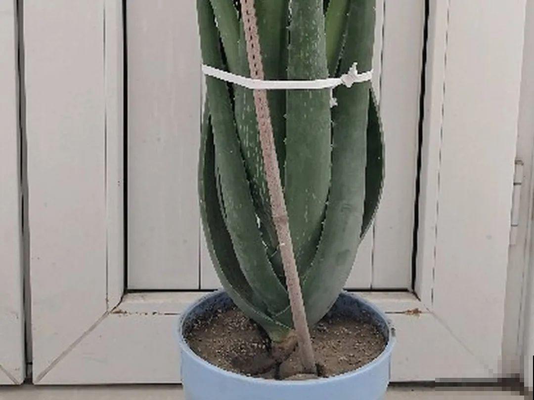 低于5度，6种花一整个冬天不浇水，也能照样活！