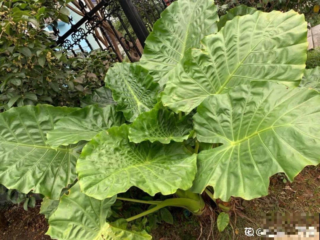 24种花,净化空气最厉害,绿萝竟然倒数! 24种花,净化空气最厉害,绿萝竟然倒数!