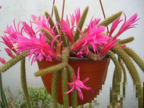 这5种仙人掌，随便一盆都好看好养，你喜欢哪一种？