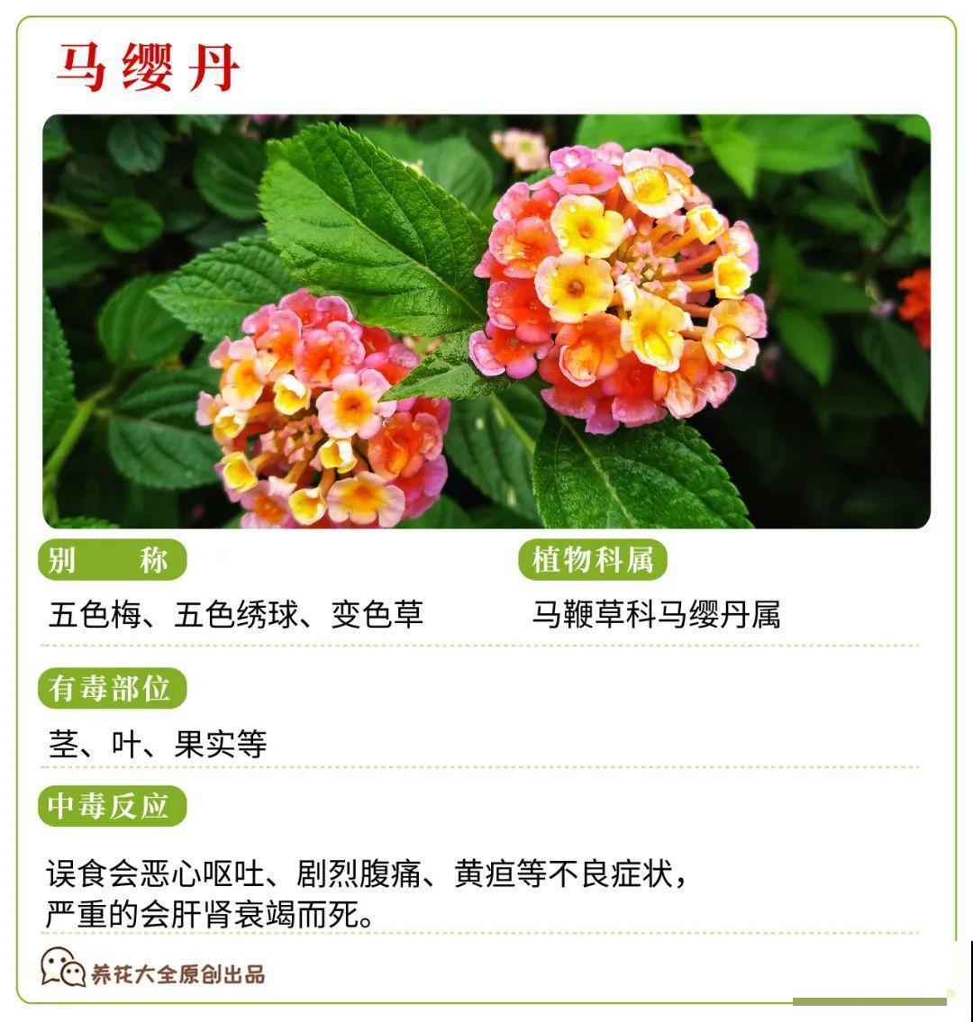 30种常见有毒花，很多人都在养，一定要小心养！