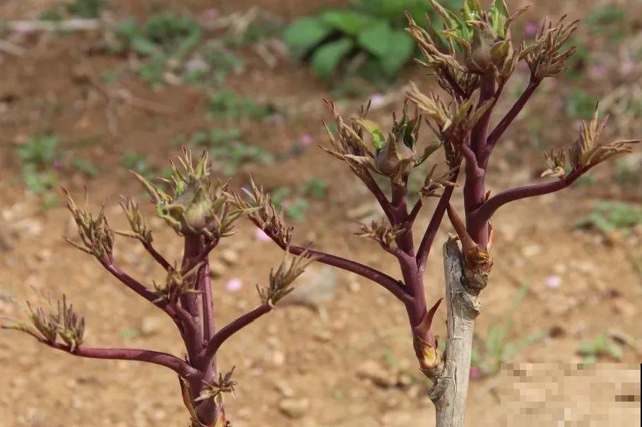 带花芽的枝条不能修剪，未来全是花苞，一剪就亏了