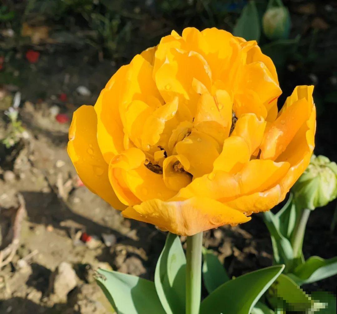 不同的花有不同的性格,你养的花,代表你是什么样的人? 不同的花有不同的性格,你养的花,代表你是什么样的人?