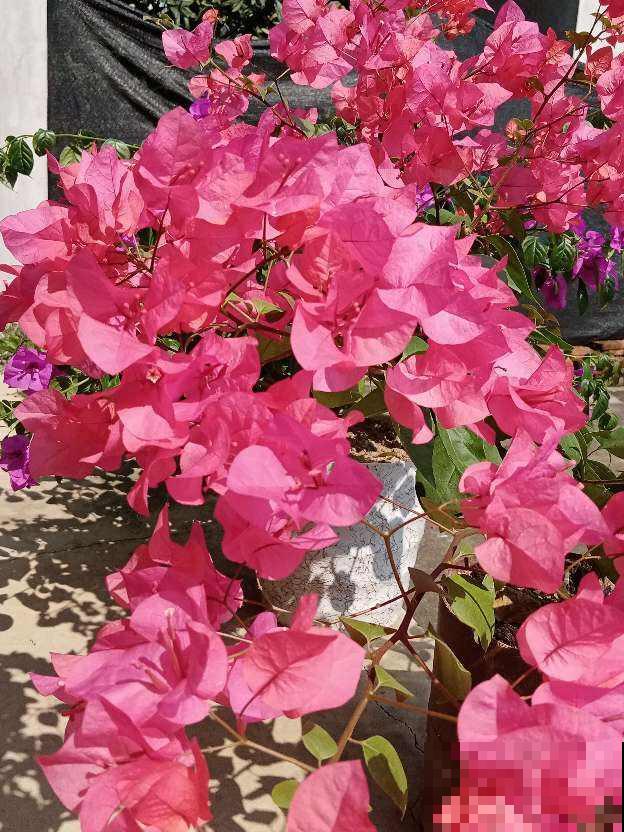 初春三角梅养护,要格外注意4要点,才能开花爆盆 初春三角梅养护,要格外注意4要点,才能开花爆盆