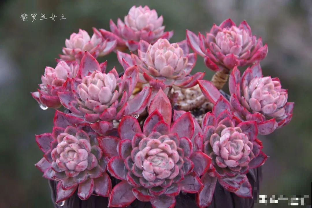 多肉要是养好了，精致得像艺术品，光看就很满足了