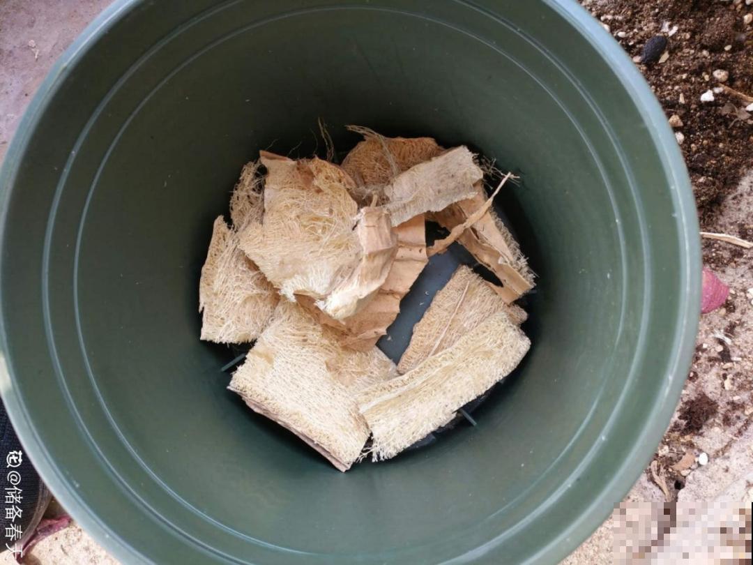 10个养花偏方,一般人我不告诉他,养花太好用 10个养花偏方,一般人我不告诉他,养花太好用