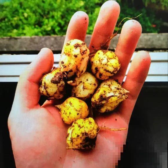 春天给花分株，1盆变成多盆，很快爆盆