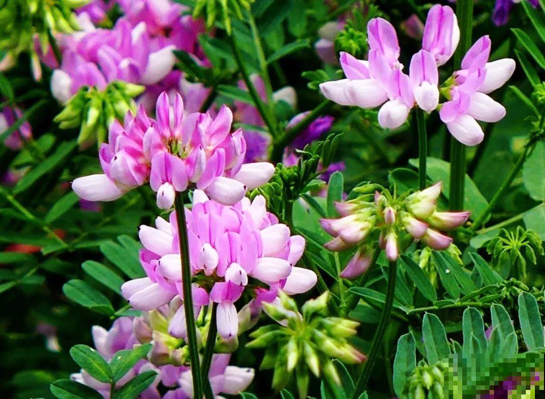 长在路边的小冠花，生长能力极强，每次开花一大片！