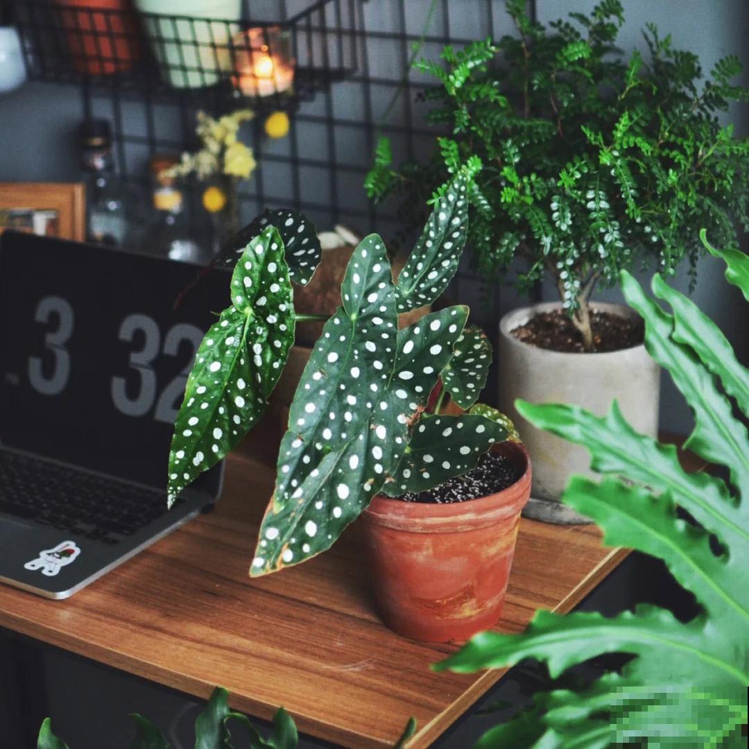 5种绿植颜值高，小众并且特耐阴，很少有人能认全