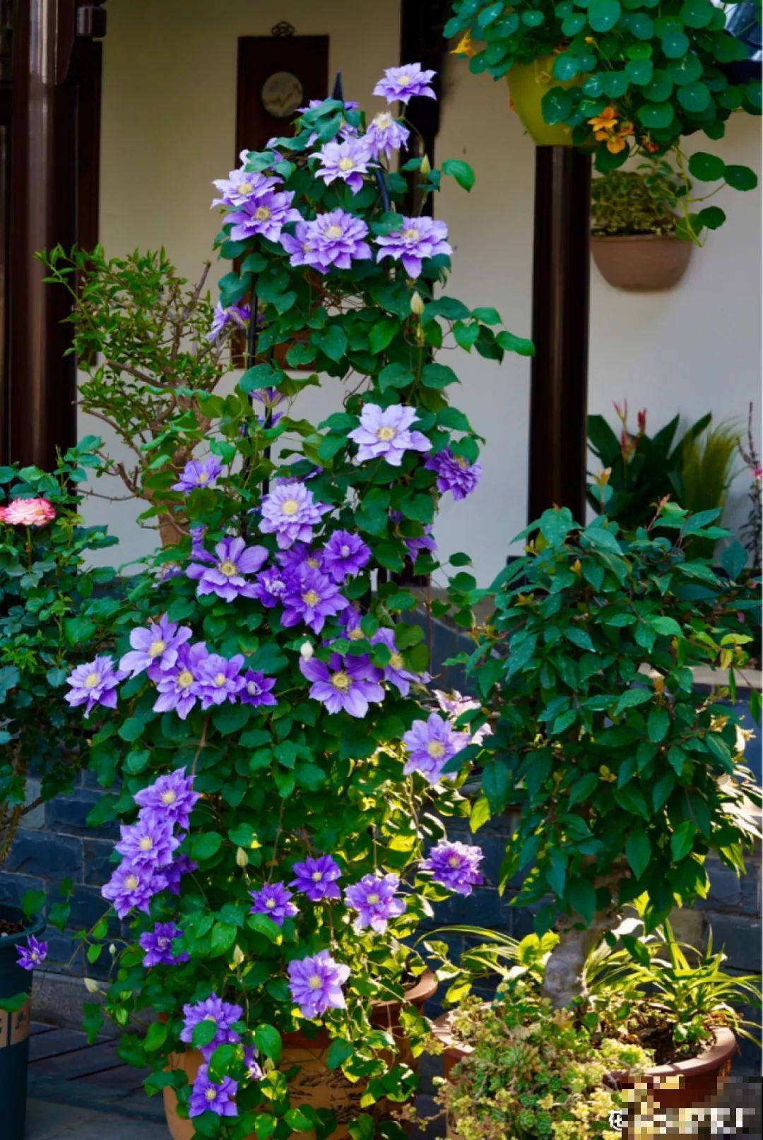 梦想有个院子，养花弄草，过舒心日子！