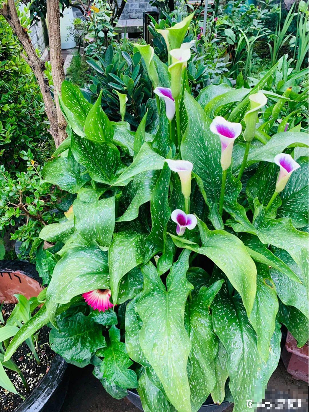 梦想有个院子，养花弄草，过舒心日子！