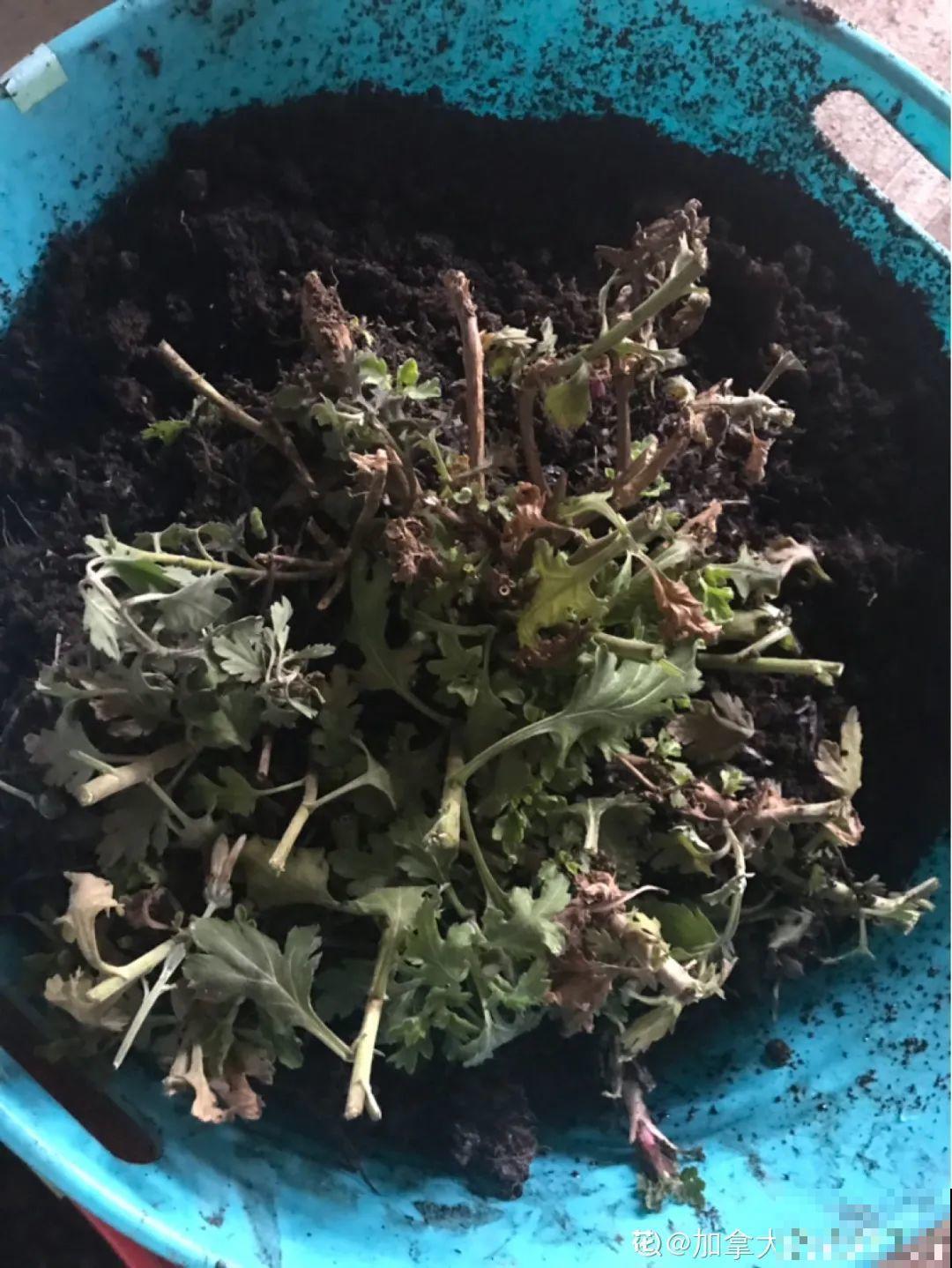 春天给花分株，1盆变成多盆，很快爆盆