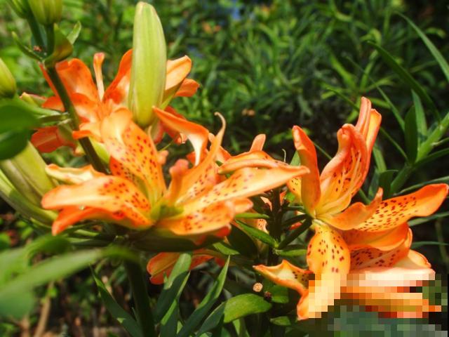 12星座幸运花,你是什么星座,最旺你的花就是它!(上篇) 12星座幸运花,你是什么星座,最旺你的花就是它!(上篇)