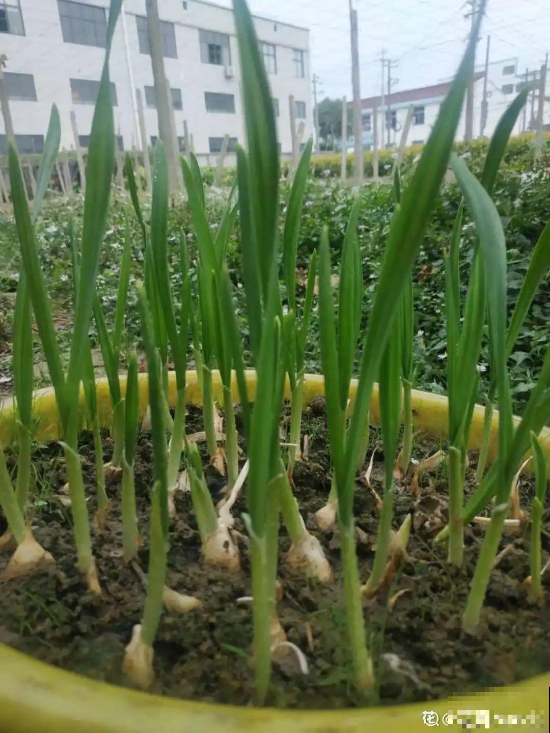 吃完的菜根切下来，埋土里就冒芽，以后不用买菜了！