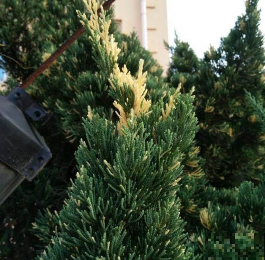 你以为养花很安全?惨案不时发生,下手的都是自己人! 你以为养花很安全?惨案不时发生,下手的都是自己人!