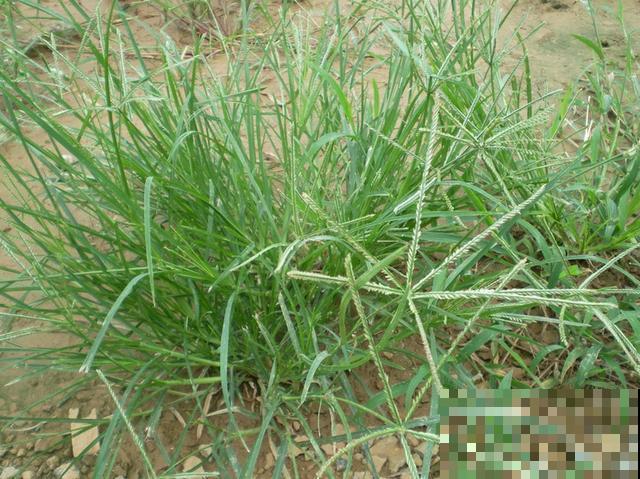 农村常见的牛筋草，小时候拿来喂猪，没想到浑身是宝