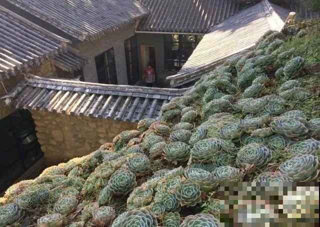 山上的尼姑庵,只养花不烧香,看完想出家 山上的尼姑庵,只养花不烧香,看完想出家