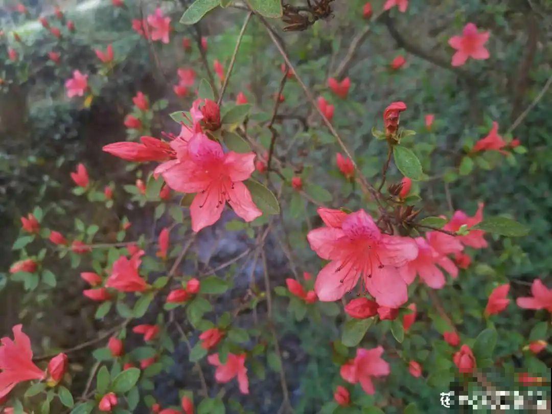 民间十大不吉利花，到底是哪流传来的