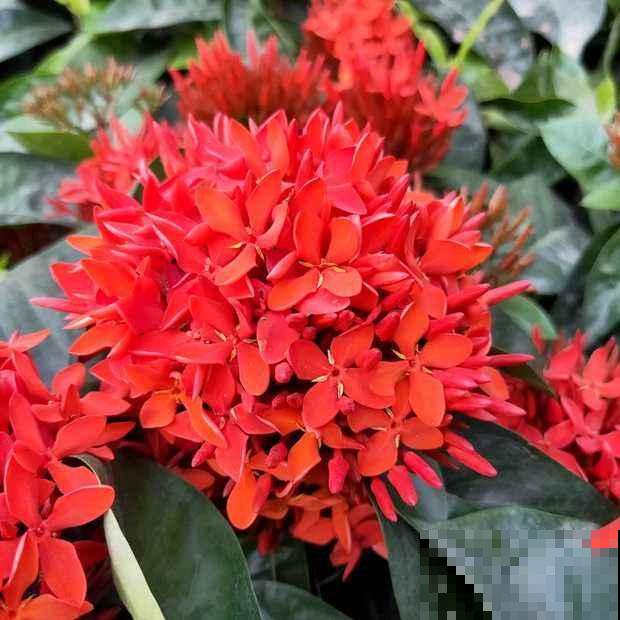 春天养3种“花团子”，开花又美又仙气，春天生长正旺盛！