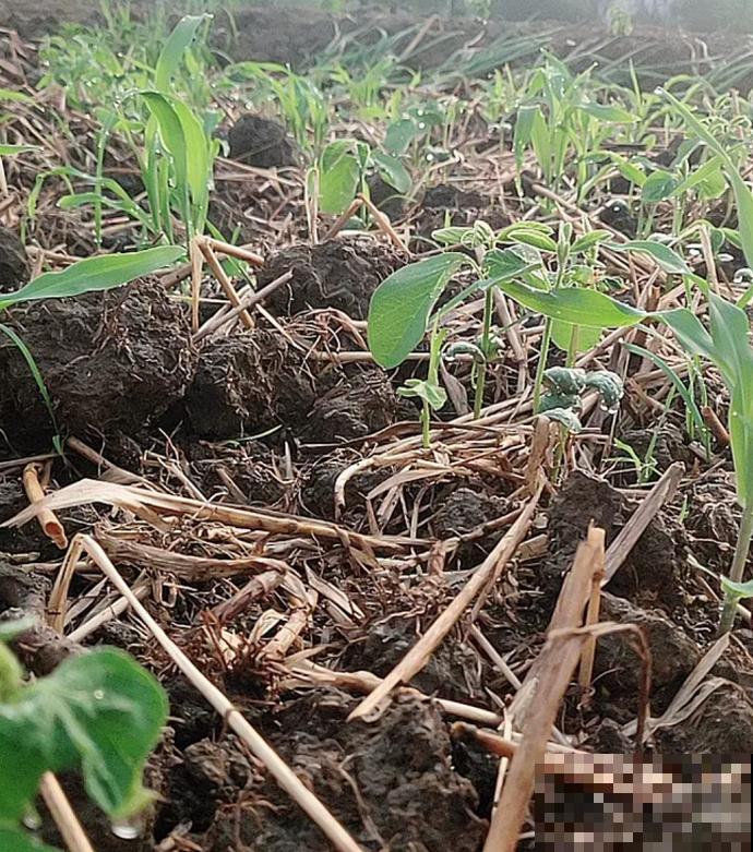 还去烧烤摊吃毛豆?自己阳台种几盆,煮一煮老香了! 还去烧烤摊吃毛豆?自己阳台种几盆,煮一煮老香了!