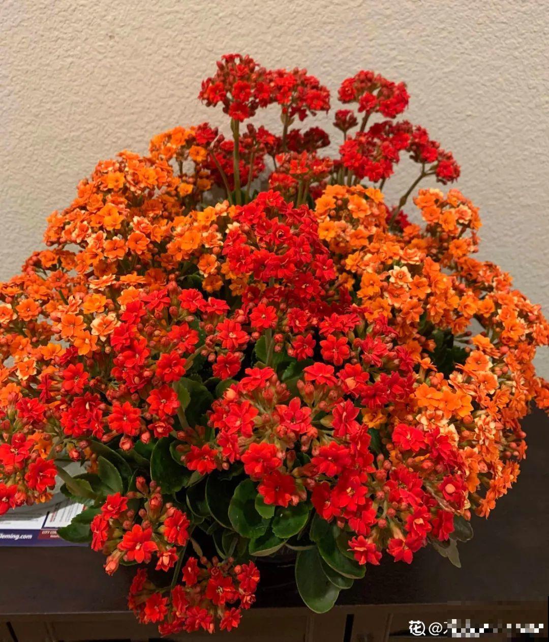 长寿花超全大养护，养爆盆的秘密，全在这里！