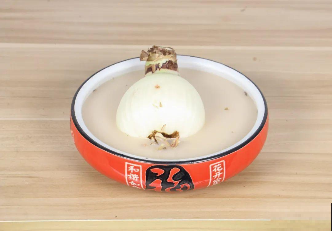 虎皮兰扒层土，嗖嗖冒芽，长得特旺