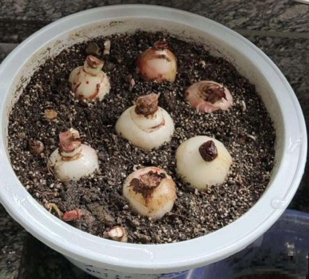 路边别人丢的大花盆，看着眼馋，好想捡回家