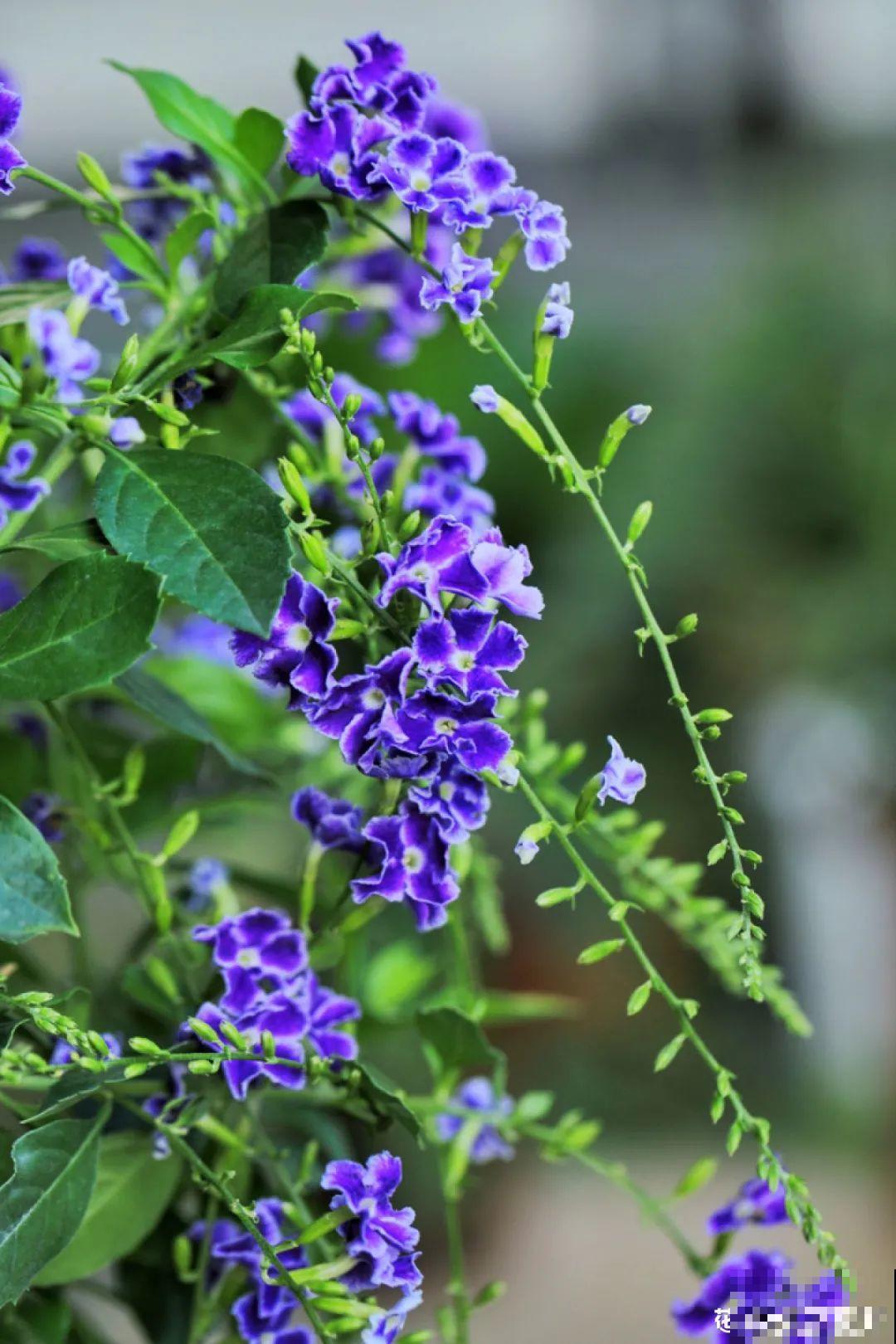 梦想有个院子，养花弄草，过舒心日子！