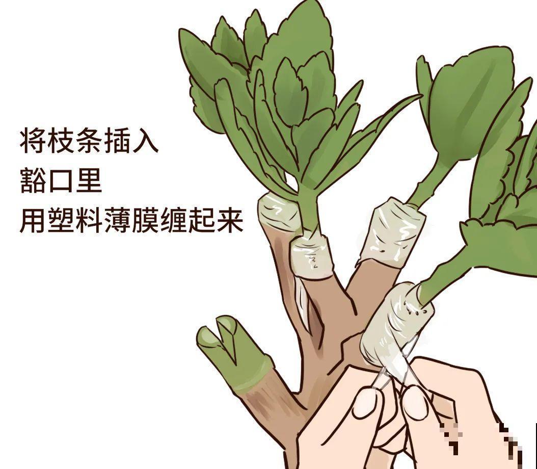 长寿花超全大养护，养爆盆的秘密，全在这里！