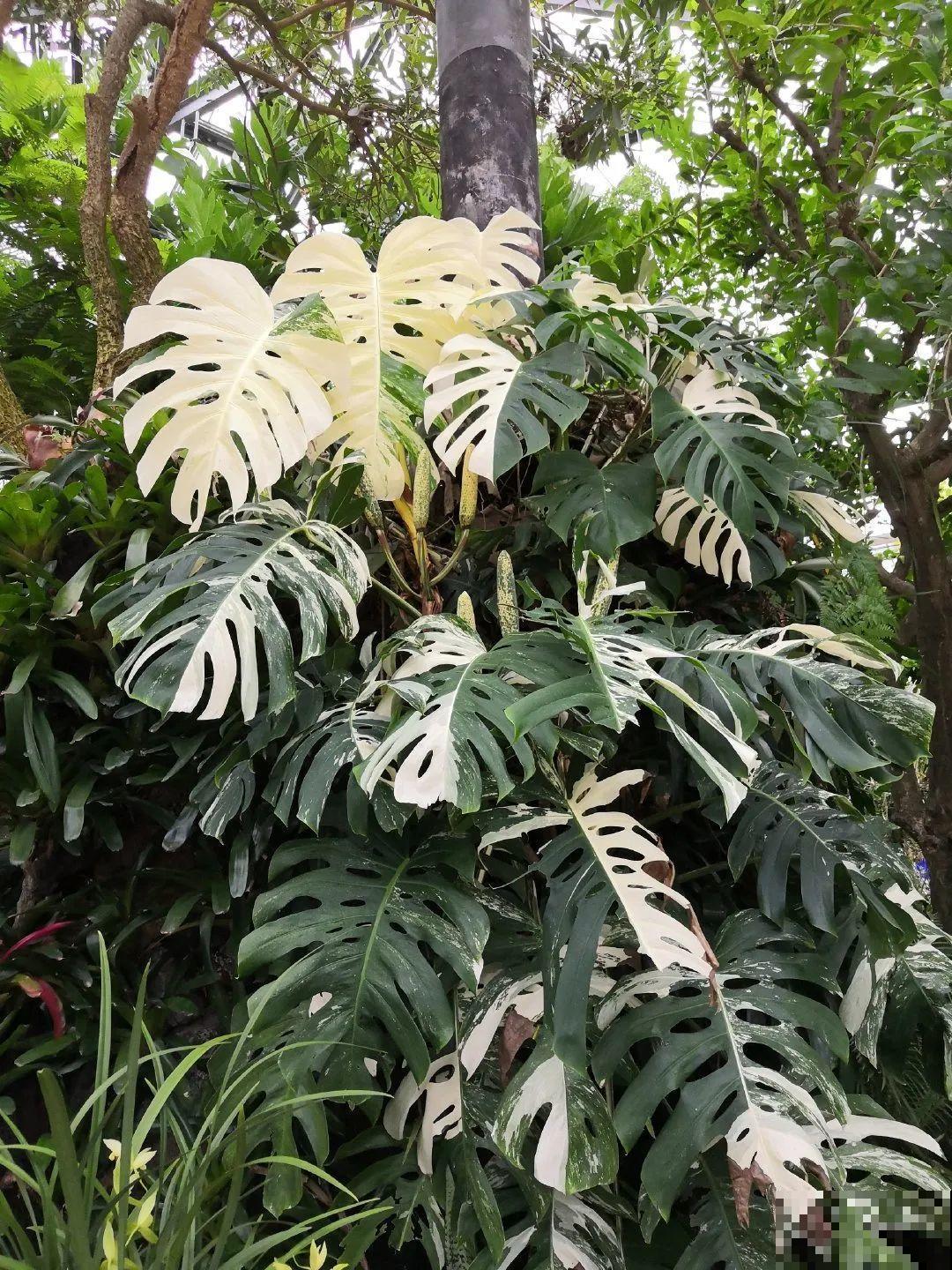 千万不要动我的花,以免赔的倾家荡产! 千万不要动我的花,以免赔的倾家荡产!