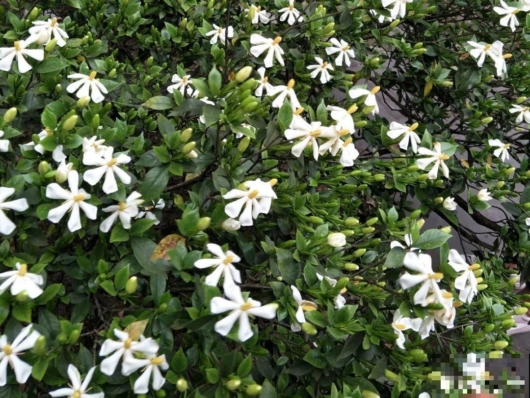 16种花，能养成传家宝，养个几十年没问题