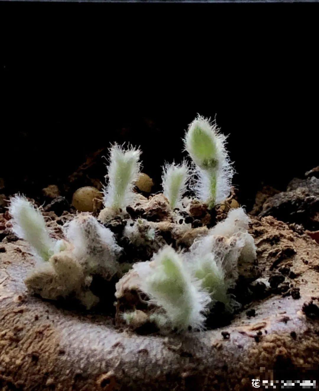 农村树上长出大萝卜?开出灯笼花,价格贵的出奇! 农村树上长出大萝卜?开出灯笼花,价格贵的出奇!