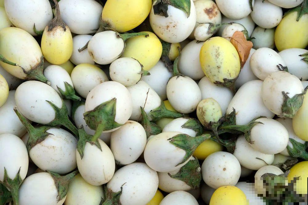 南瓜个头大的出奇，卖了2万8，比养猪还赚钱