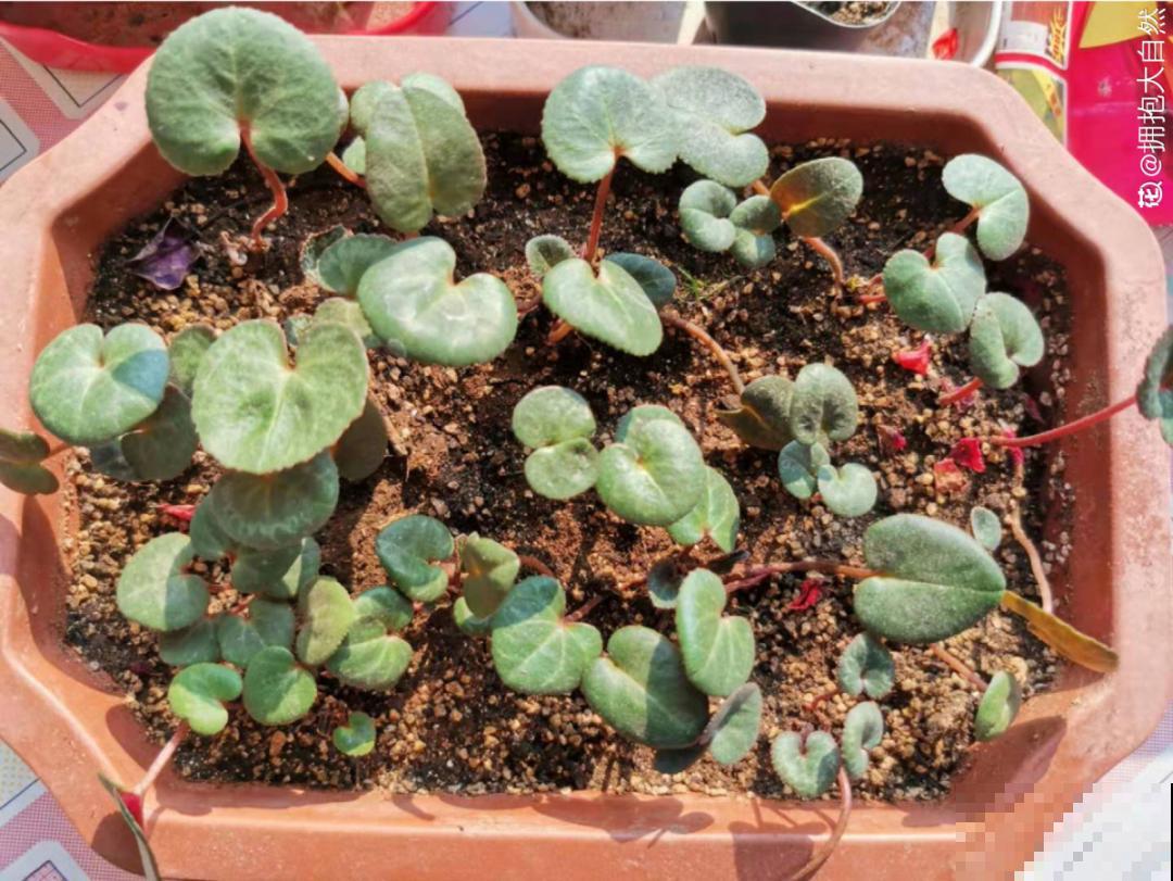 “过年花”开完，还能分10盆，每年都开花