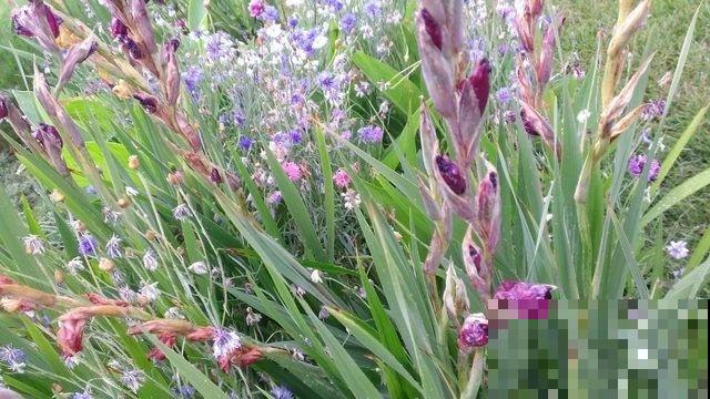 五颜六色的唐菖蒲,四季养护各不同,看完这篇你就明白了! 五颜六色的唐菖蒲,四季养护各不同,看完这篇你就明白了!