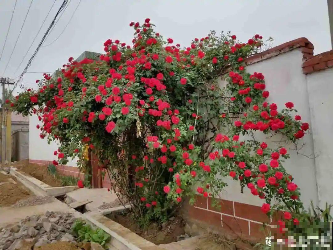 16种花，能养成传家宝，养个几十年没问题