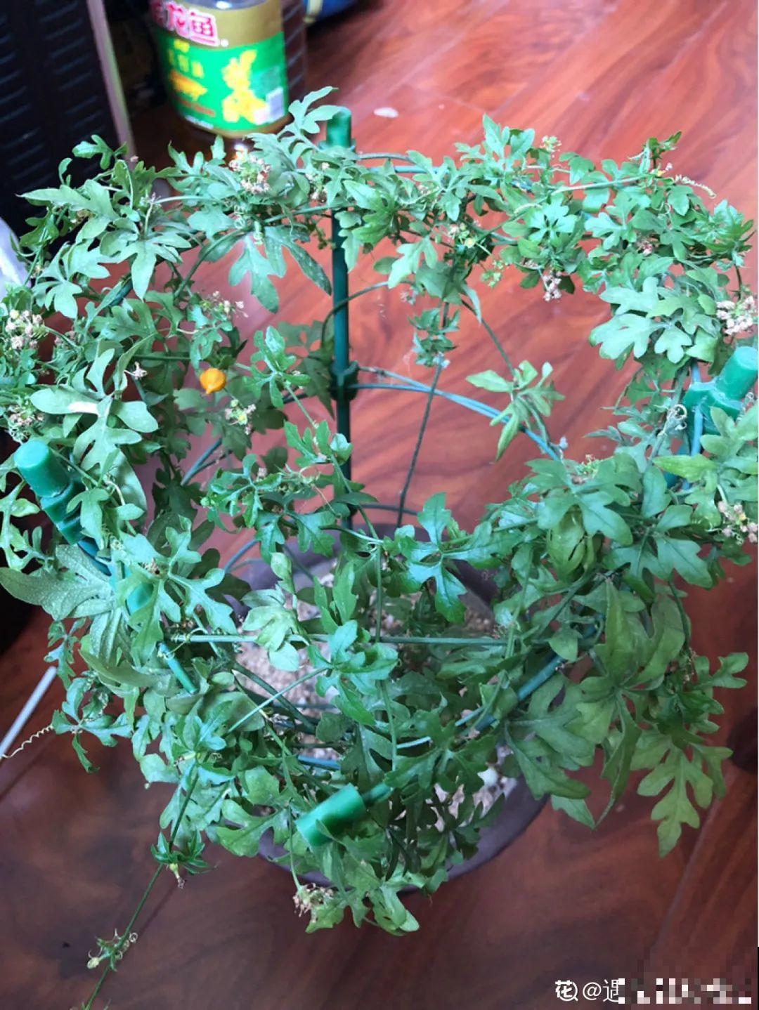 农村树上长出大萝卜?开出灯笼花,价格贵的出奇! 农村树上长出大萝卜?开出灯笼花,价格贵的出奇!