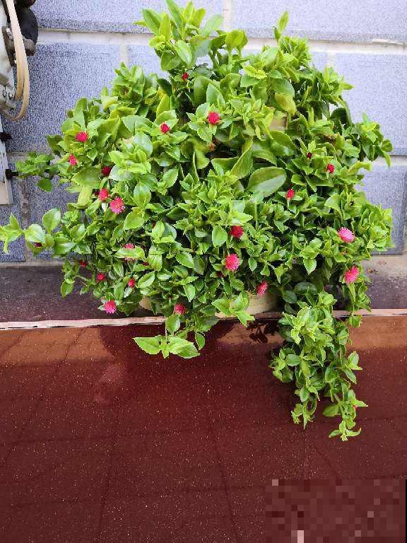 4种花可以吃，做成美食特简单，口味很独特