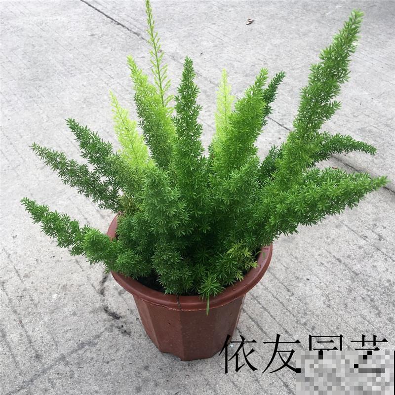 武竹枝条更加苍劲，一年四季绿油油，观赏性超强