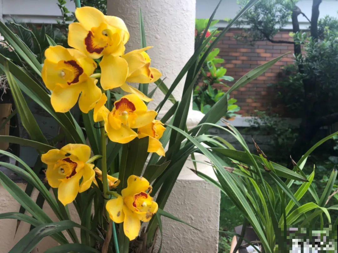 “过年花”开完，还能分10盆，每年都开花